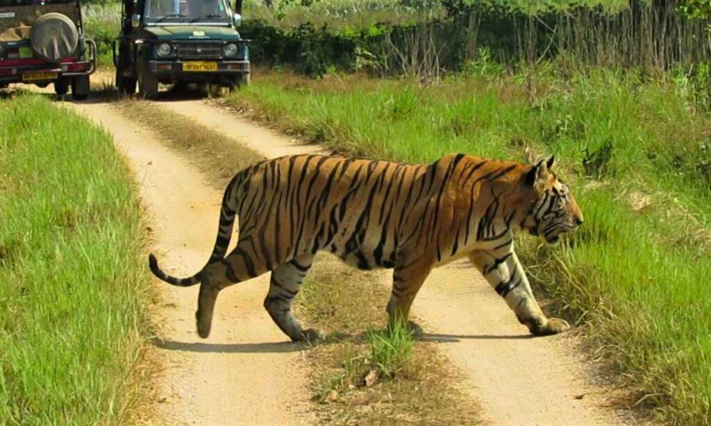 tiger sighting