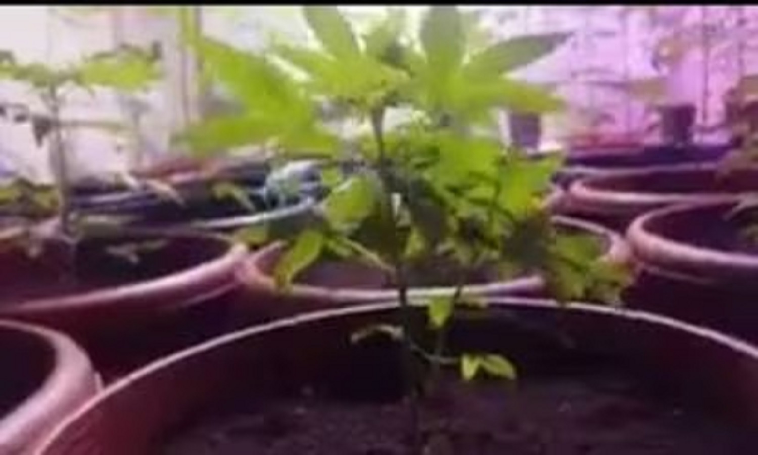 Ganja Cultivation