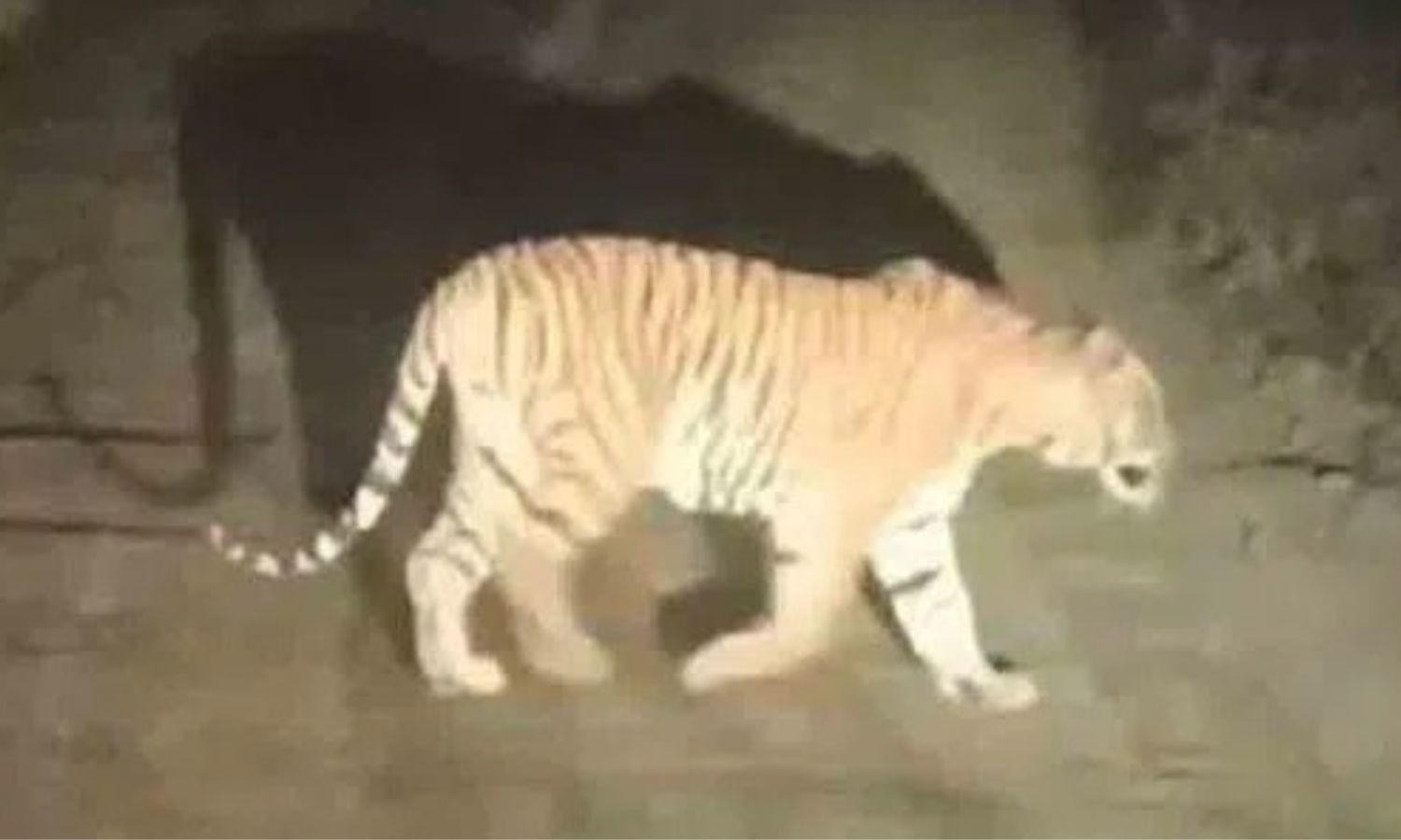 Tiger Sightings