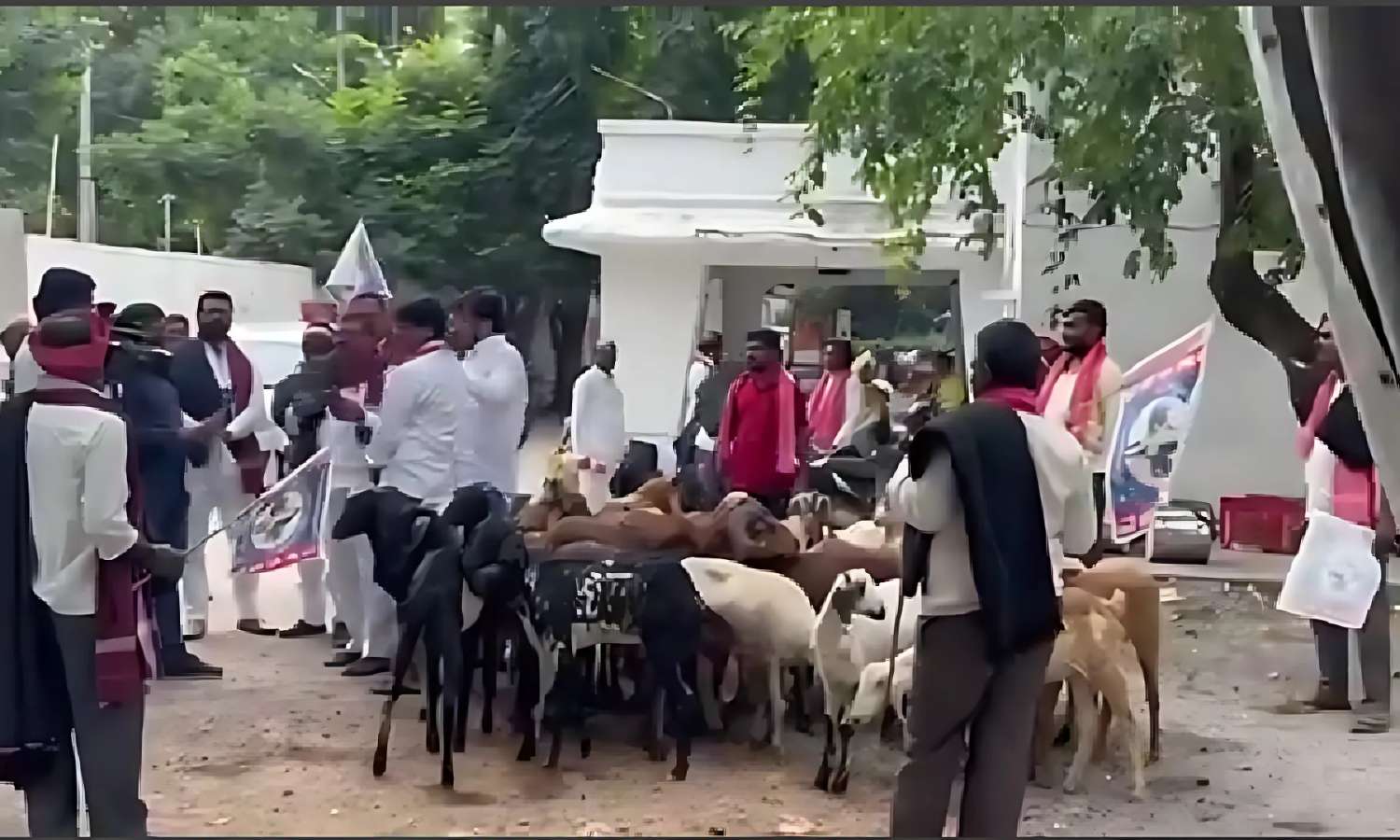 Protest With Sheep