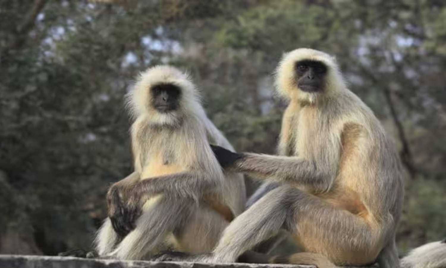 Langur Attacks