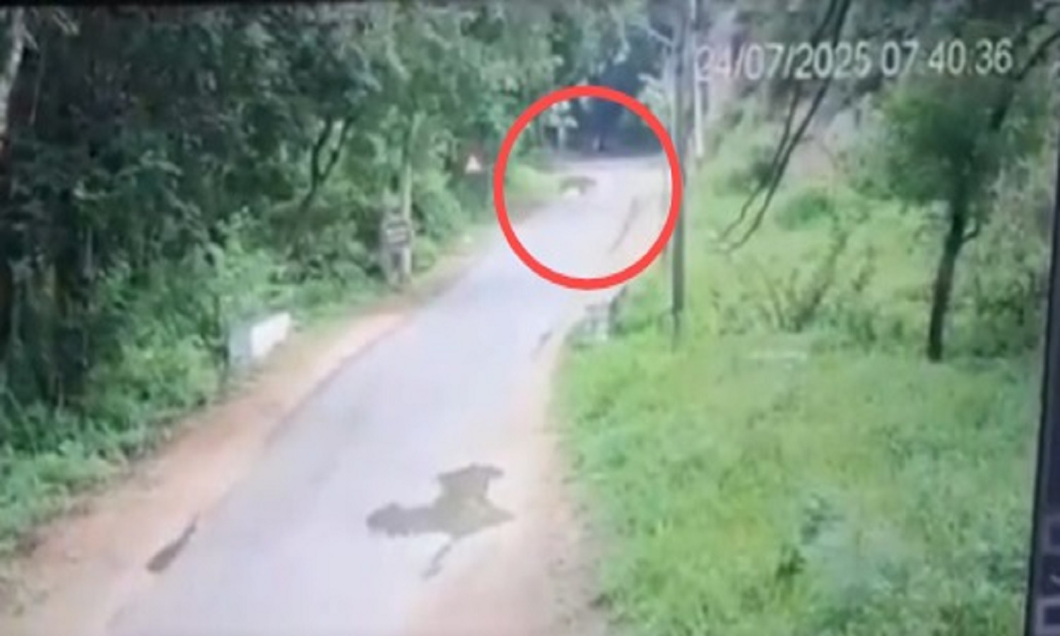 Leopard Sighting