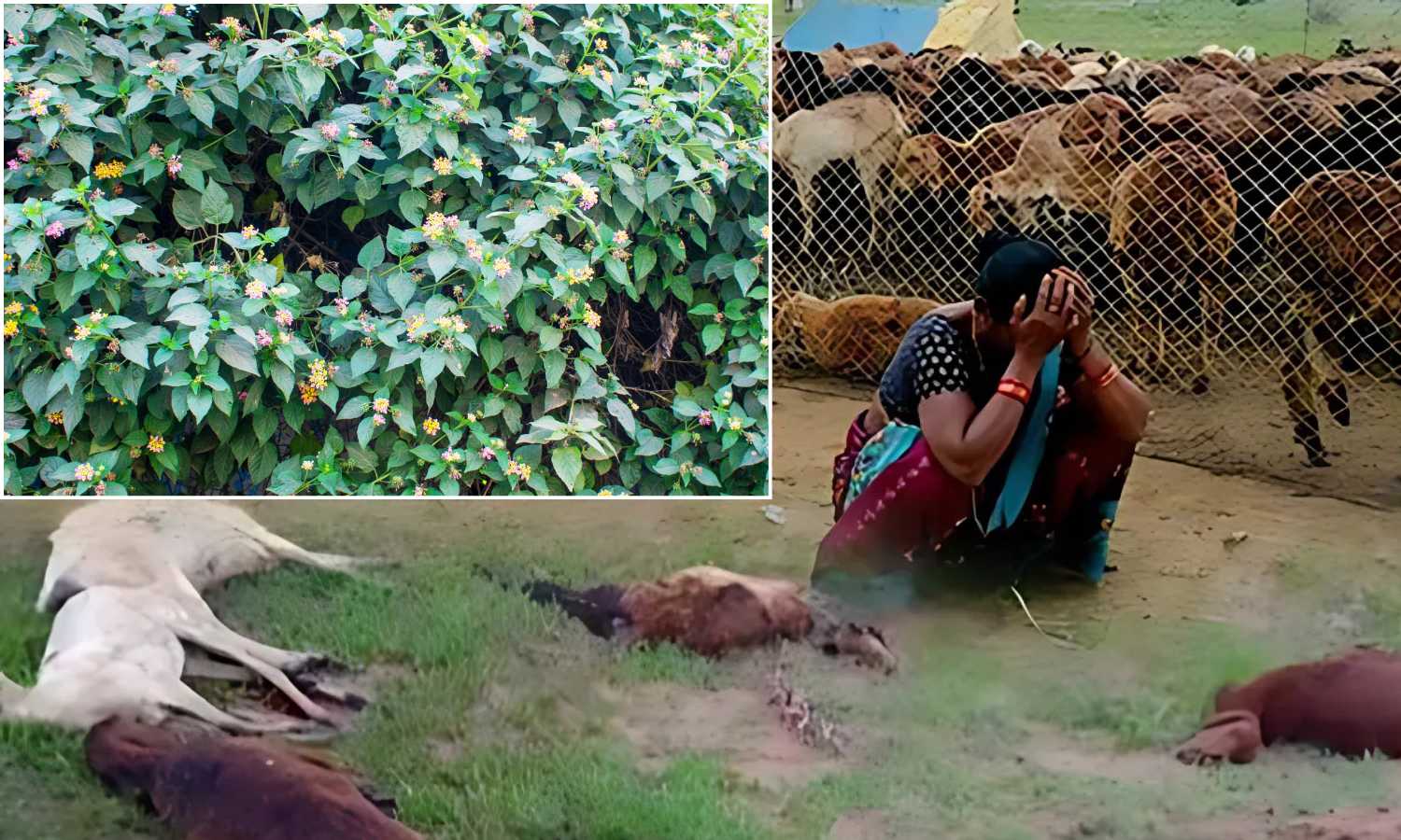Toxic Lantana