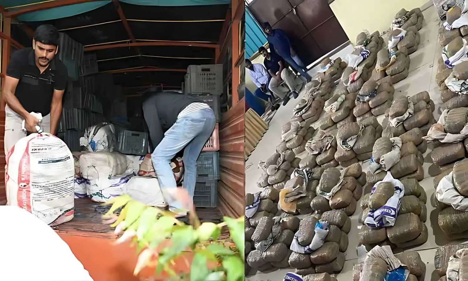 Ganja Seized