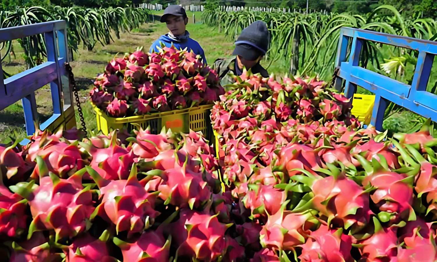 Telangana Dragon Fruit
